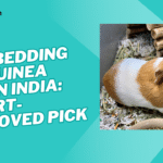 best bedding for pet guinea pigs in India