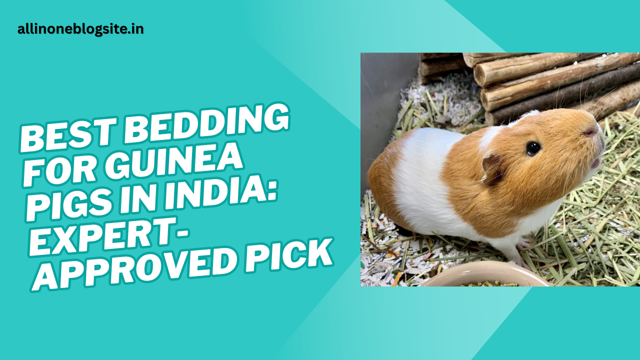 best bedding for pet guinea pigs in India