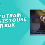 how to train ferrets to use litter box