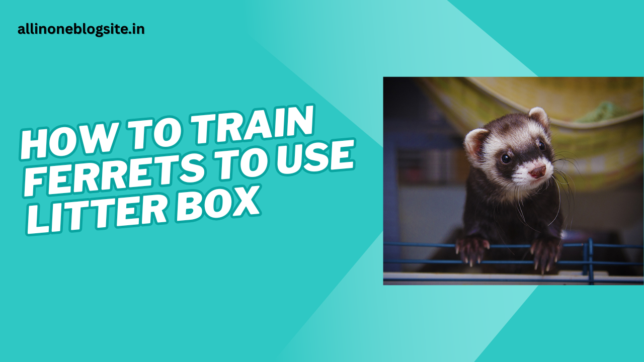 how to train ferrets to use litter box