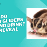 what do sugar gliders eat and drink