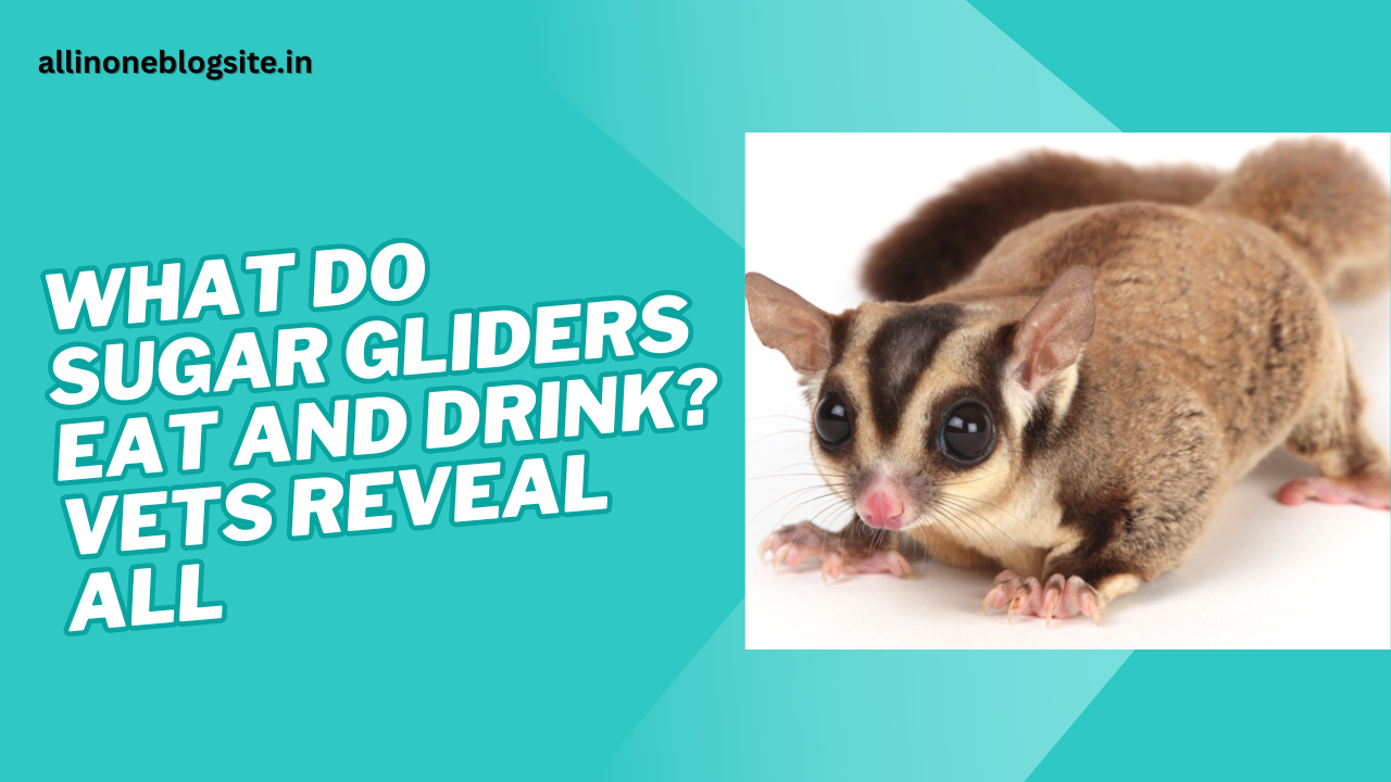 what do sugar gliders eat and drink