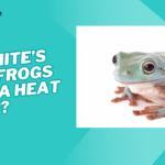 do whites tree frogs need a heat lamp