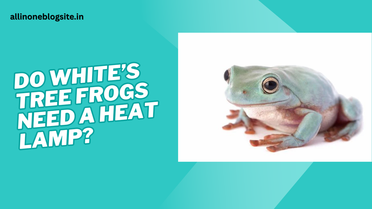 do whites tree frogs need a heat lamp