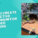 how to create a bioactive terrarium for bearded dragon