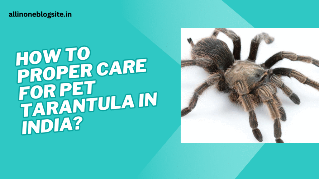 How to properly care for pet tarantulas in India?