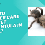 How to properly care for pet tarantulas in India?