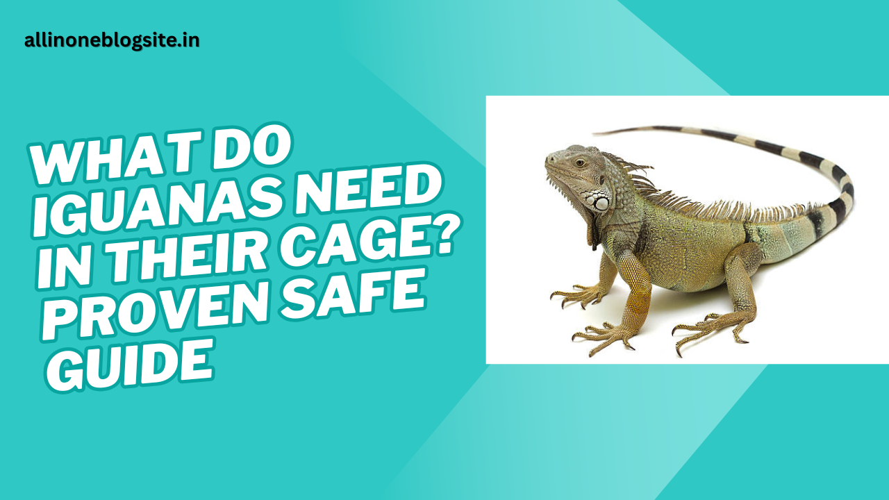 what do iguanas need in their cage