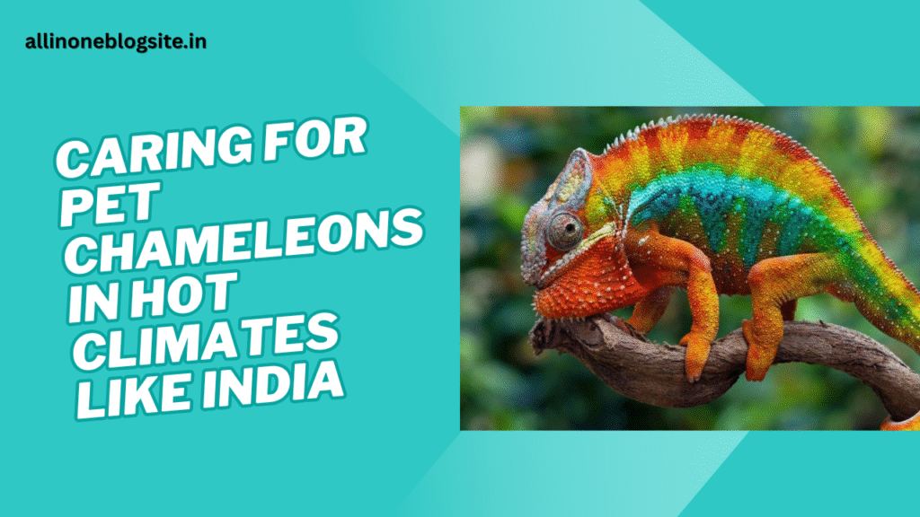 Caring for pet chameleons in hot climates like India