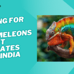 Caring for pet chameleons in hot climates like India