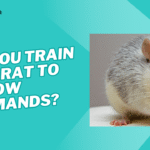 can you train a pet rat to follow commands?