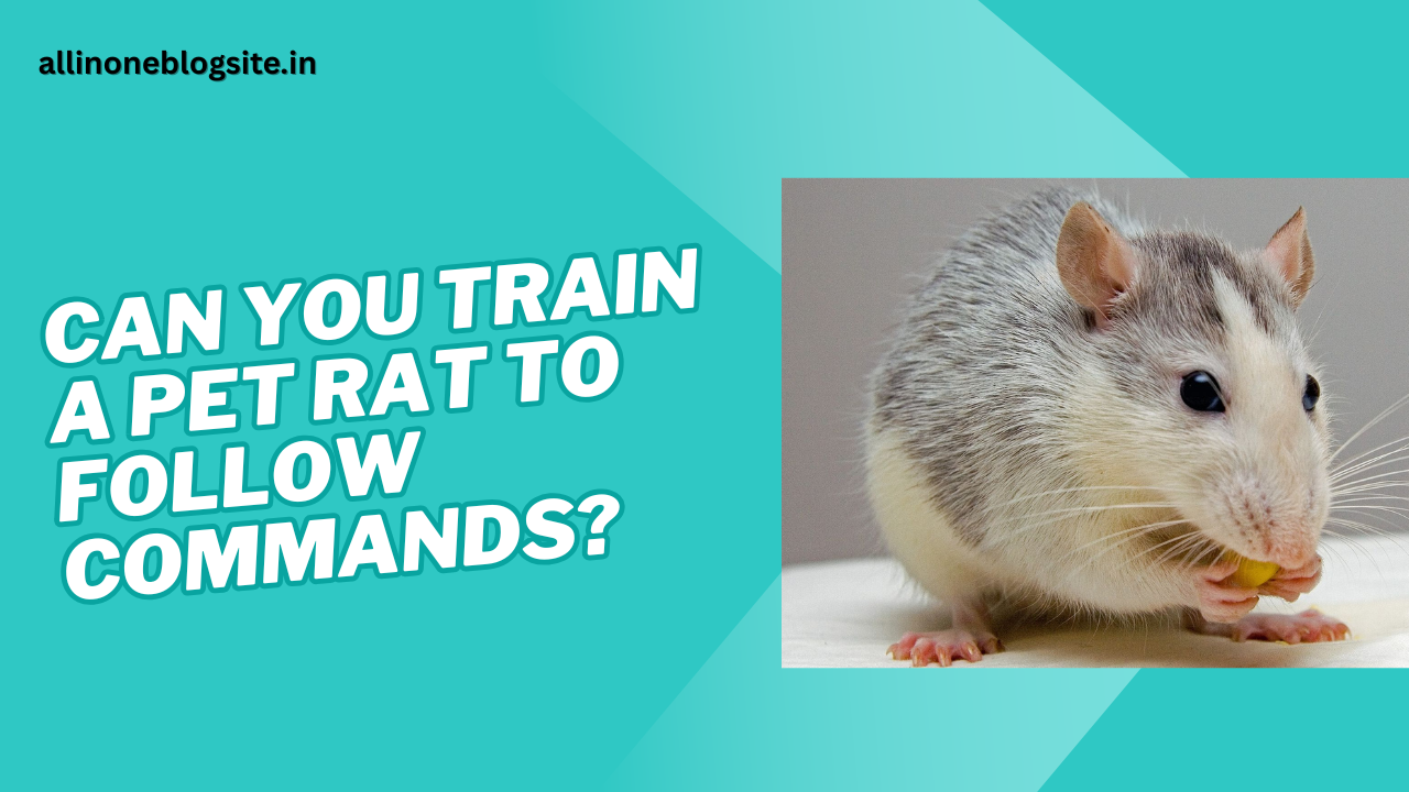 can you train a pet rat to follow commands?