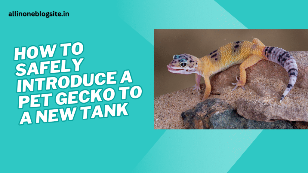 how to safely introduce a pet gecko to a new tank
