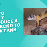 how to safely introduce a pet gecko to a new tank