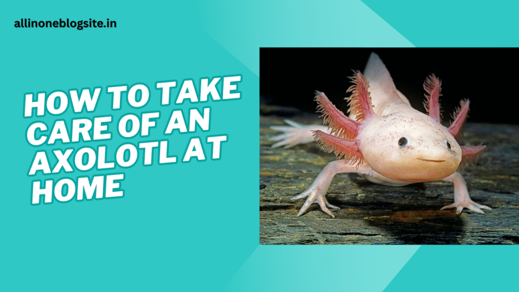 how to take care of an axolotl at home