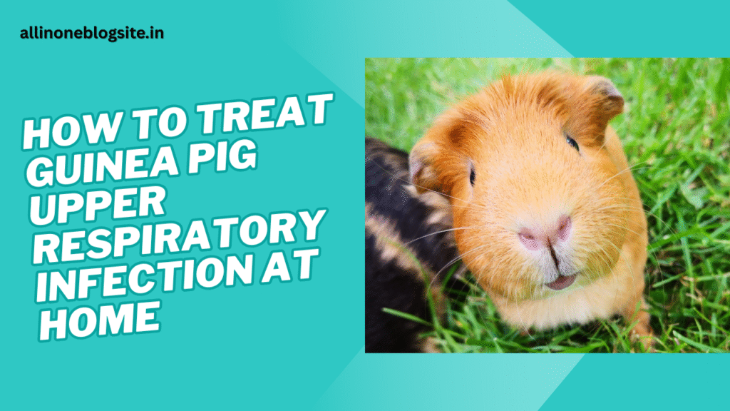 how to treat guinea pig upper respiratory infection at home