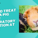 how to treat guinea pig upper respiratory infection at home