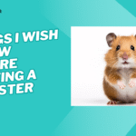 things I wish I knew before getting a hamster