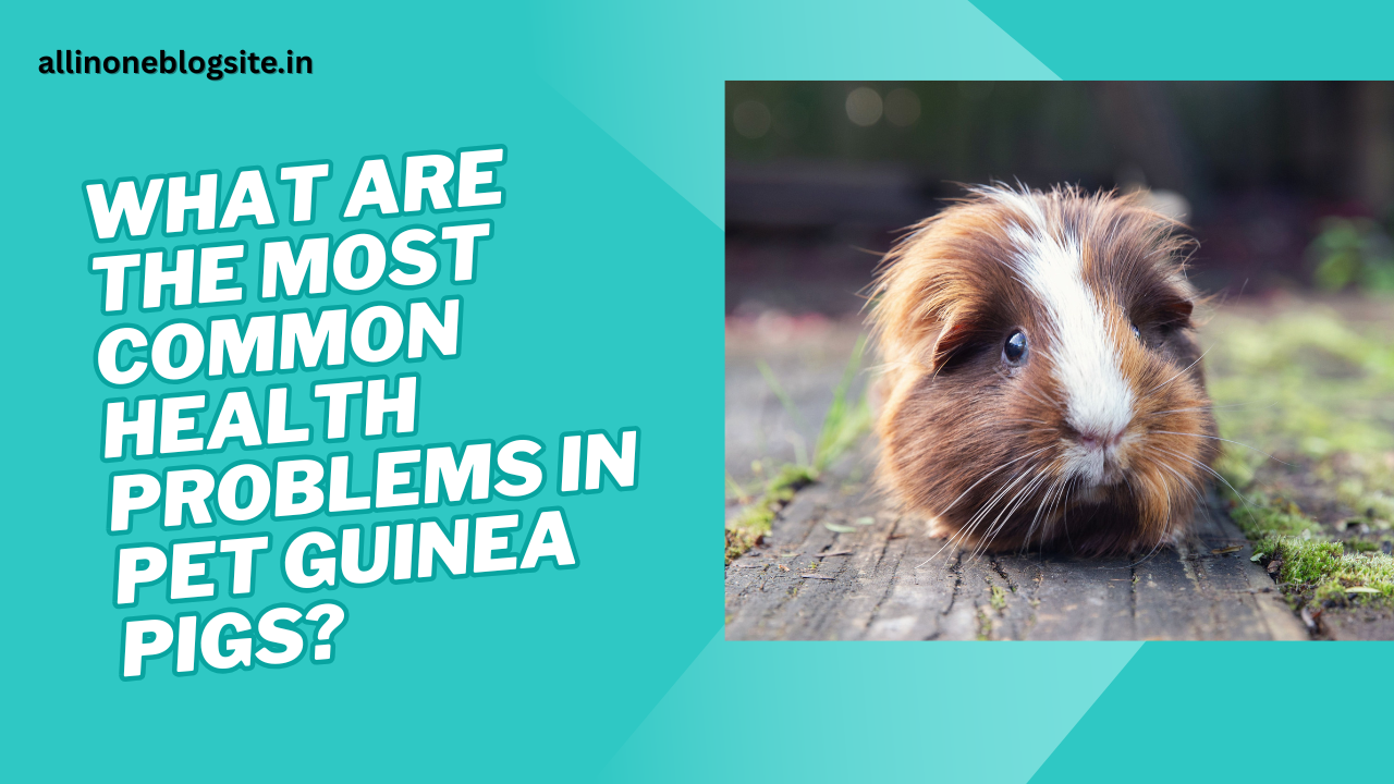 what are the most common health problems in pet guinea pigs