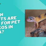 what plants are safe for pet geckos in India?