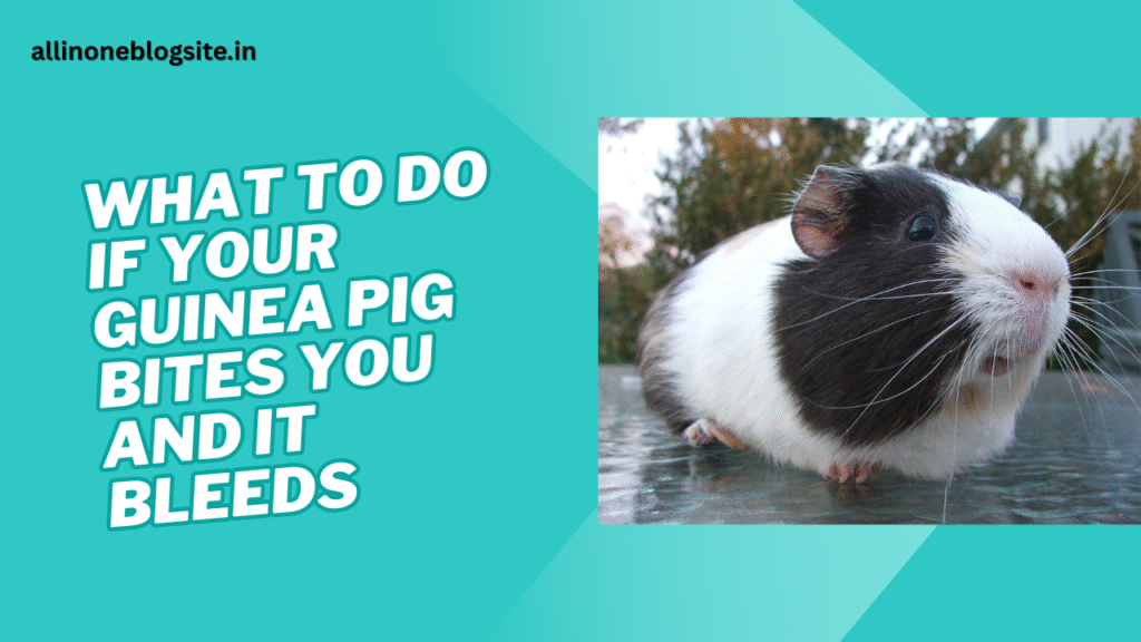 what to do if your guinea pig bites you and it bleeds