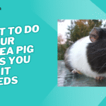 what to do if your guinea pig bites you and it bleeds