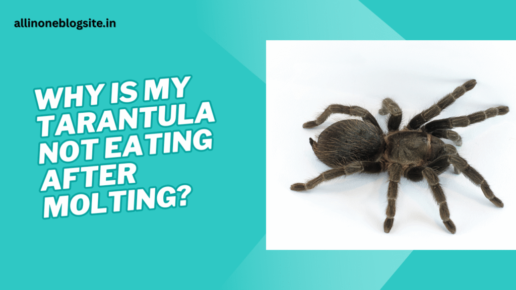 why is my tarantula not eating after molting