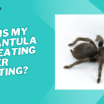 why is my tarantula not eating after molting