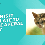 When is it too late to tame a feral cat