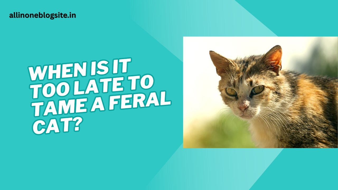 When is it too late to tame a feral cat
