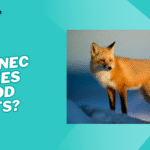 are fennec foxes good pets