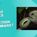 how do snakes show affection to humans