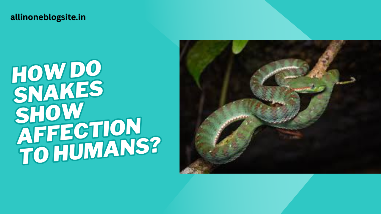 how do snakes show affection to humans