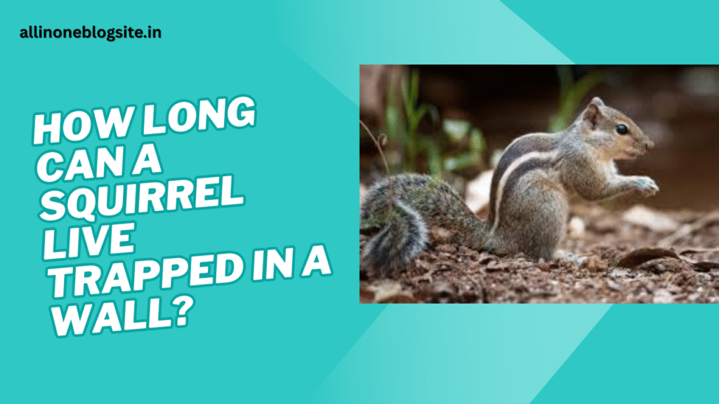 how long can a squirrel live trapped in a wall