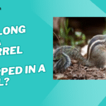 how long can a squirrel live trapped in a wall