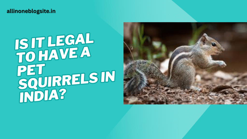 is it legal to have a pet squirrel in india​