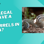 is it legal to have a pet squirrel in india​