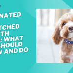 vaccinated dog scratched me with nails