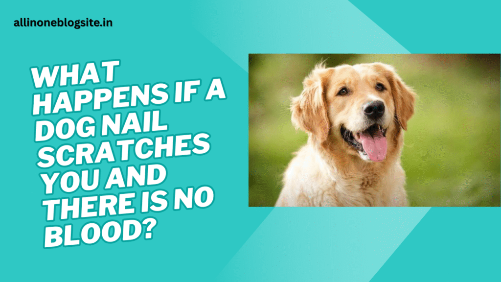 what happens if dog nail scratches you no blood