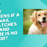 what happens if dog nail scratches you no blood