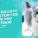 why do cats scratch you when you rub their belly