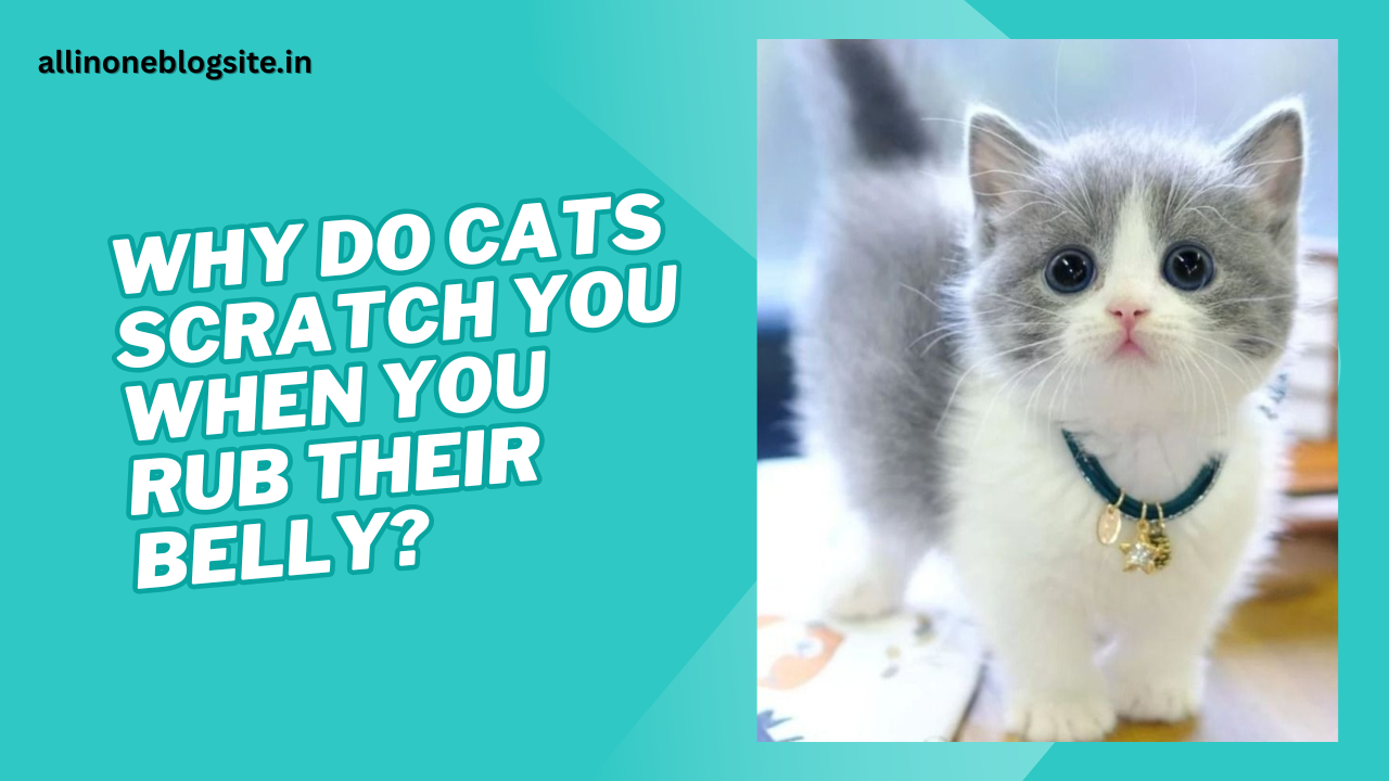 why do cats scratch you when you rub their belly