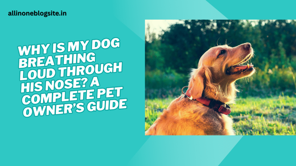 why is my dog breathing loud through his nose