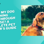 why is my dog breathing loud through his nose