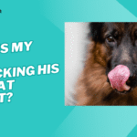 why is my dog smacking his lips at night