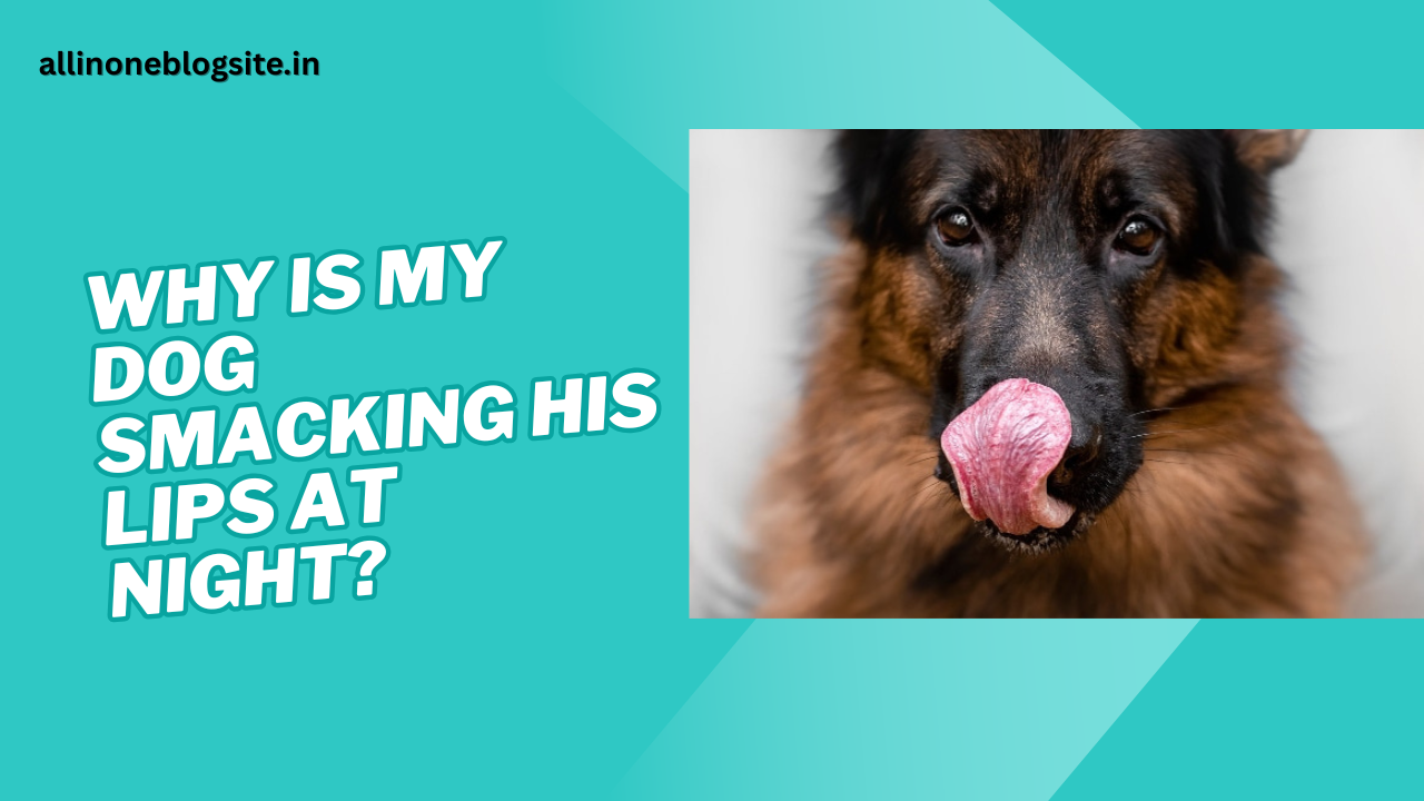 why is my dog smacking his lips at night