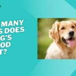 how many days dog period last